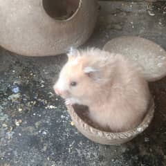 Medium size hamster male