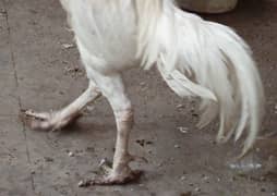 HEERA