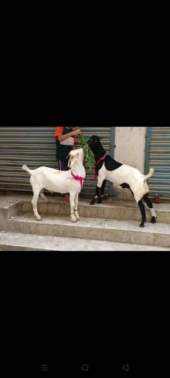 Goats