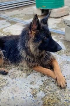 German shepherd black mask  long coat female for sale