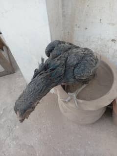 Aseel Hen for sale
