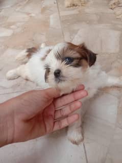 Shihtzu