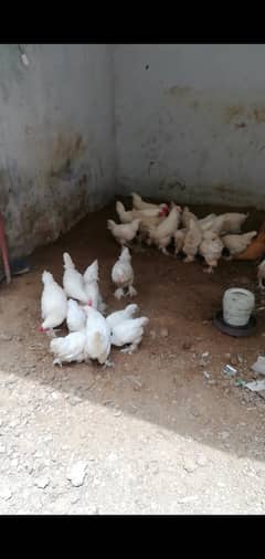 white buff A1 quality 3,4 months chicks are available for sale