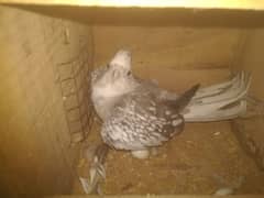 Cockatiel Breeder Female & 2 Fawn java Pcs (Male / Female) in lahore