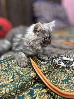 Female Persian kitten