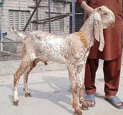 makhi cheena bacha
