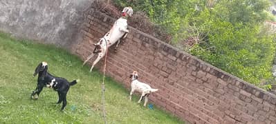 goat for sale with male female kid