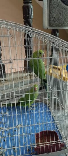 green parrot pathay