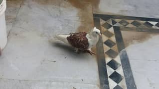 Backfrill /sherazi