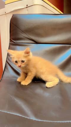Pure Persian kitten