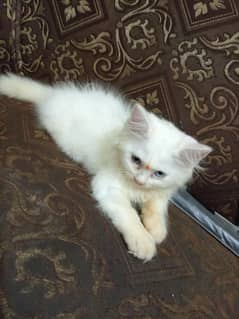 kitten with double eye color male