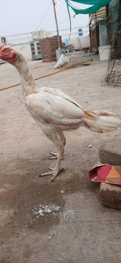 boska patha for sale sale active and healthy