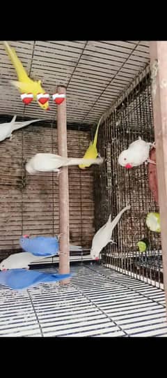 yellow white  lorry blue03353481775