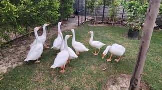 Big Size White Ducks Pairs