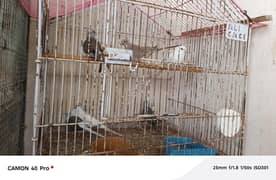 normal finch under size finch under size budgies parrots paid dove red