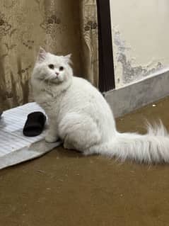 Persian cat (neutered)