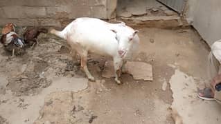 teddy goats