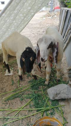 Sheeps for Sale – 4 Months Old, Healthy & Affordable