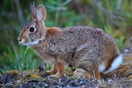 wild rabbit pair for sale and green male