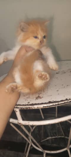 Persian