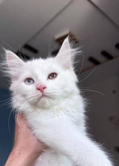 Persian
