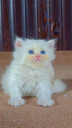 Persian cat My WhatsApp 03038430702