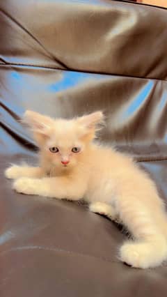 persion cat male