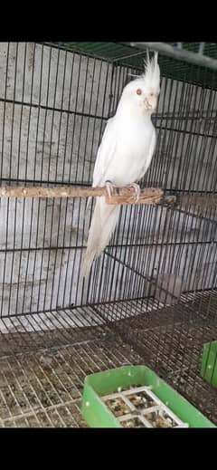breeder pair 03322015527