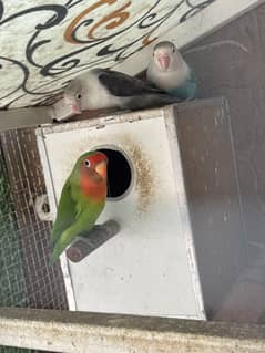 breeder