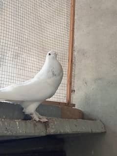 gubara,