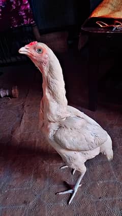 HERA aseel murgi available ha 03270985901 WhatsApp number per rabta ka