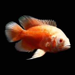 Red fire oscar , albino arowana, black berry dollar , aligator gar