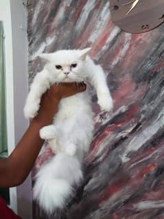 beautiful cat