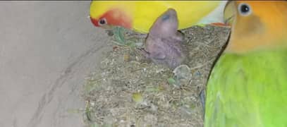 lovebirds