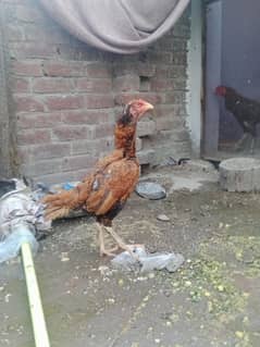 Aseel Murge full mazbot double hadi