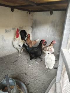 Hens For sale