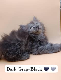 5 Beautiful Triple Coated Grayish-black Persian Kittens