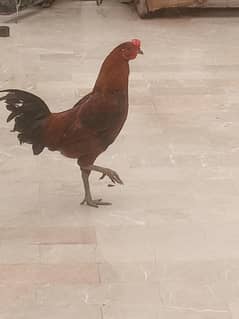desi murgi and murga