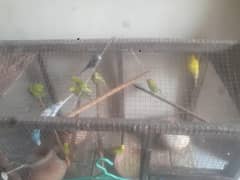 parrots 