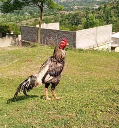 Pure Aseel Mianwali Breed – Active & Healthy – Call/WhatsApp