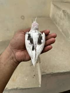 V pied  chicks