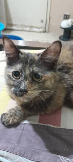 persian cats for sale
