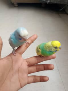 hand tame budgie and pair for sale