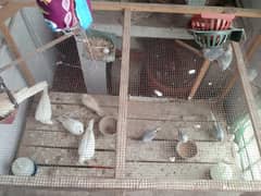 DIFERENT BIRDS FOR SALE