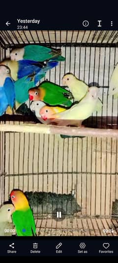 love birds | albino | cermino | Green Fisher | Blue Fisher | parblue