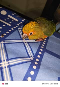 sun conure chick