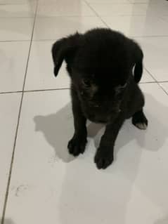 Black  dog 100 percent orginal dog