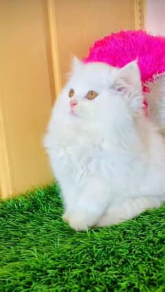Persian kitten | triple long coated Kittens |  03407399480 WhatsApp