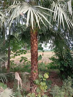 Copper and Queen palm