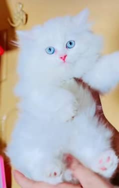 Persian kitten | triple long coated Kittens |  03407399480 WhatsApp